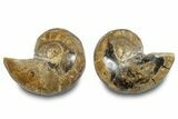 Jurassic Cut & Polished Nautilus (Cymatoceras) Fossil -Madagascar #283122-1
